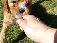 9 weeks old cavoodle