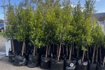 63 medium trees