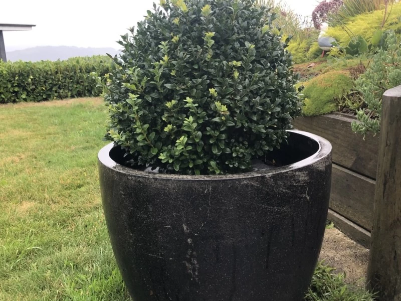 I am a gardener and have some shrubs planted in tubs. These an be move...