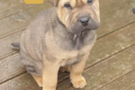 9 week old lab-pei