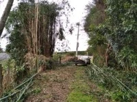 Tall Bamboo plant