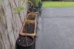 Large Pot plants