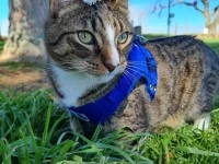 A 3 yo DSH and a 1 yo DSH cat