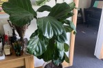 10 large indoor plants