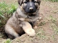 8wks old German shepherd