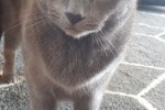2 x short haired cats both 11 years old