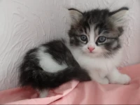 Kitten