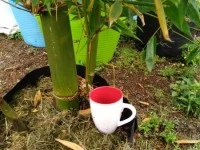 Tall Bamboo plant