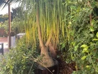 Large ponytail plant