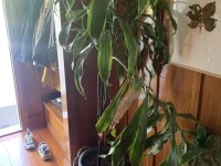 10 large indoor plants