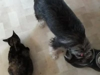 6 Year old miniture schnauzer/fox terrier and small 5 year old cat