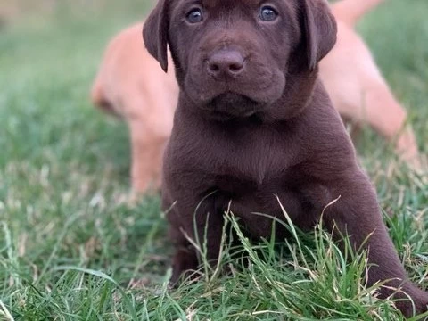 9 weeks Labrador puppy