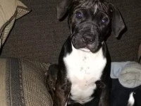 3 month old Staffy boy