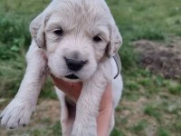 Puppy golden retriever