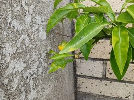 Yuzu tree