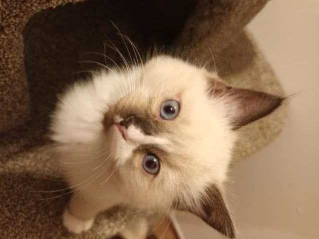 3 month kitten