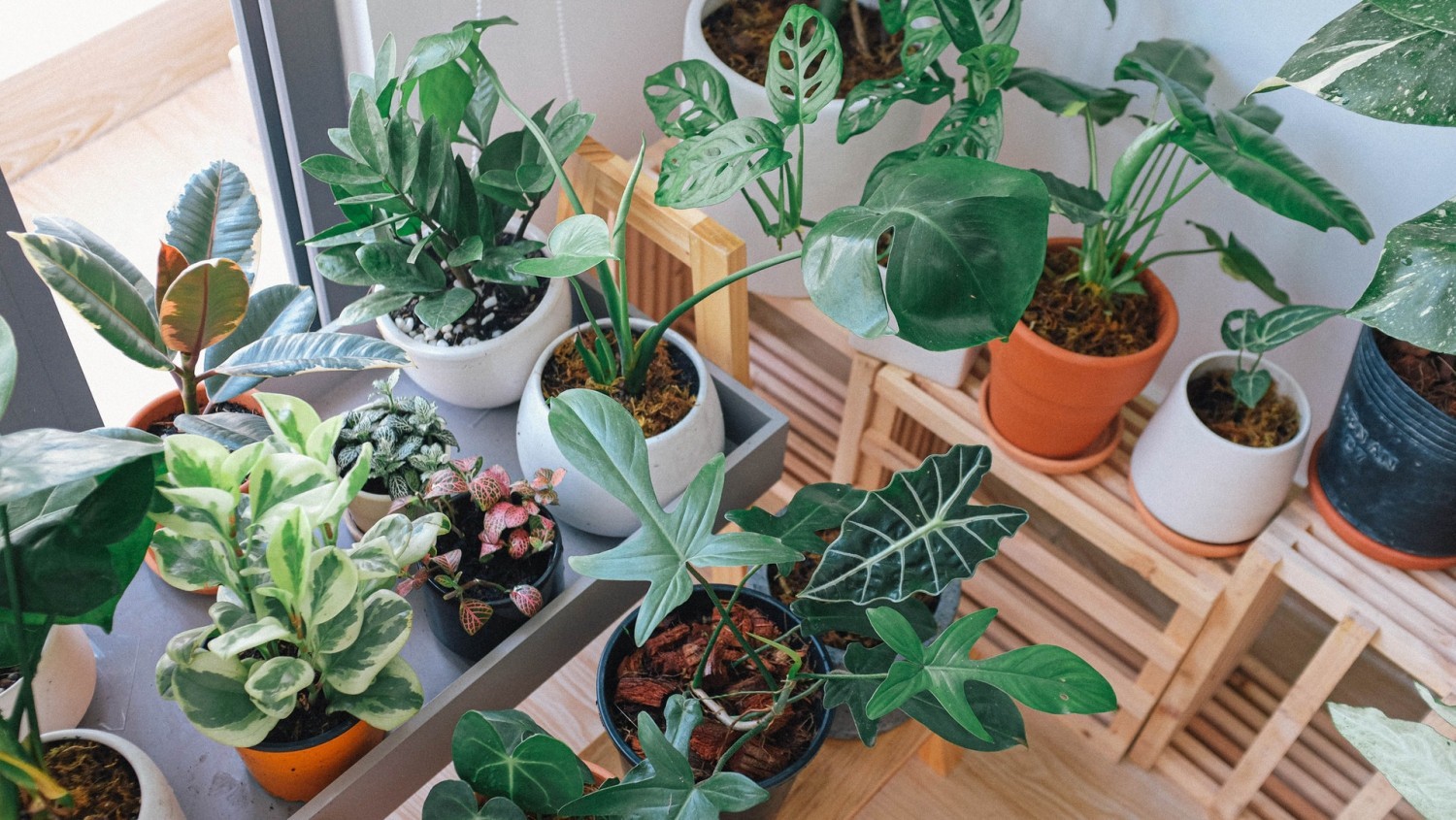 Double Pot your Houseplants - Laidback Gardener