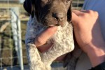 Currently 8 week old german short haired pointer puppy Currently 8 week old german short haired pointer puppy
