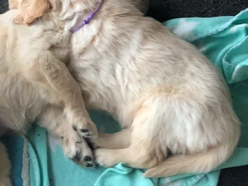 8 week old Golden Retriever Puppy
