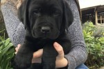 2 month Labrador