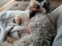12 year old dog bichon frise cross