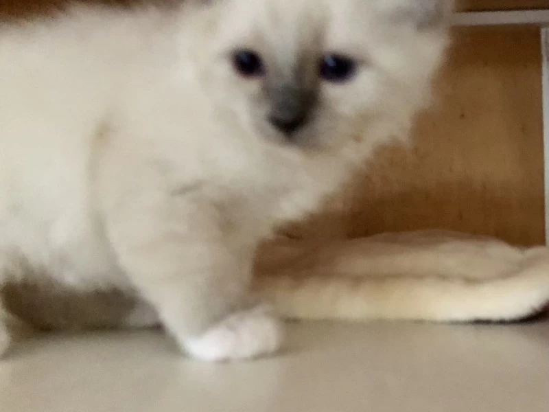 12 week old kitten