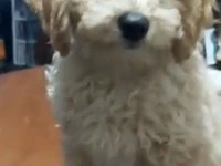 3 month old Schnoodle