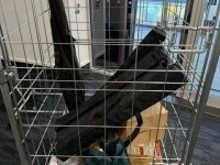 4 sided roll cage