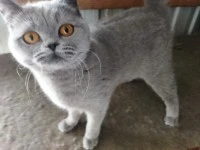 1 cat