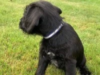 8 week old Mini Shnauzer puppy
