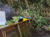 Junk removal