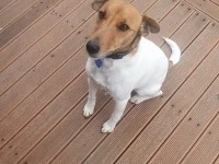 3 year old Jack Russel