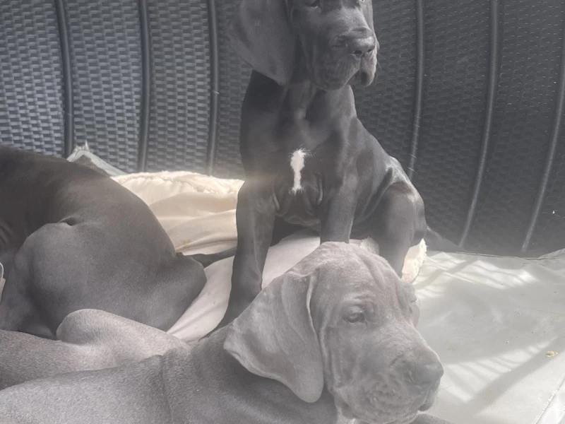 Two 10 week old Great Dane puppies