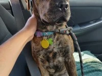 2yr old Medium size dog