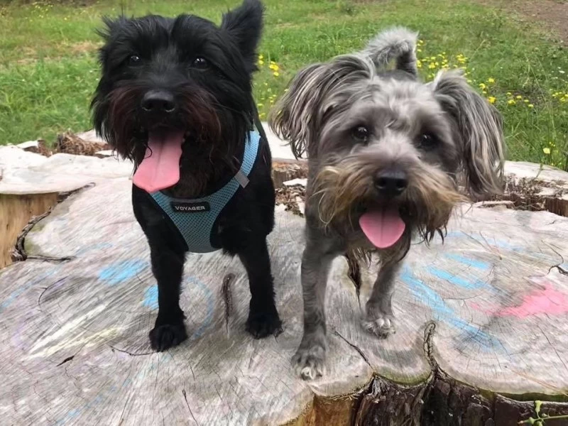 2 x mini schnauzer dogs.  Poppy is 8 and Snoopy is 5, both girl dogs.