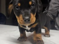 8 week old puppy