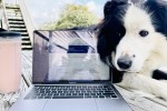 8 year old boer collie
