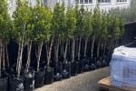63 medium trees