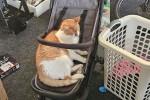 10 year old mixed breed cat