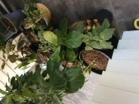 Plants in planter bags and pots
