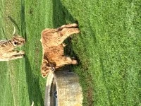 1 x highland mini calf 10 weeks old