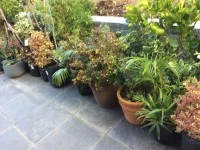 Plants in planter bags and pots