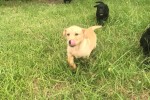 3 month old golden lab