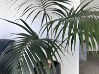 Large palm in pot