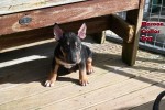 10 week old pup