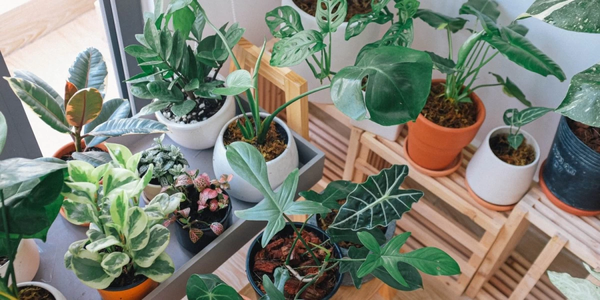 Tips On How to Move with Plants in Auckland
