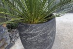 Potted palms x2