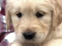 8 week old Golden Retriever Puppy