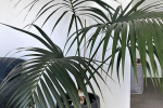 Large palm in pot