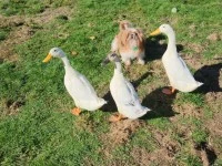 4 month old ducks